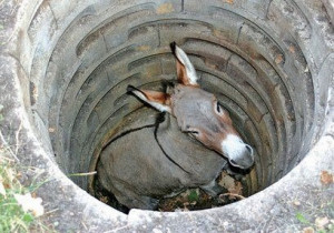 Burro no poço